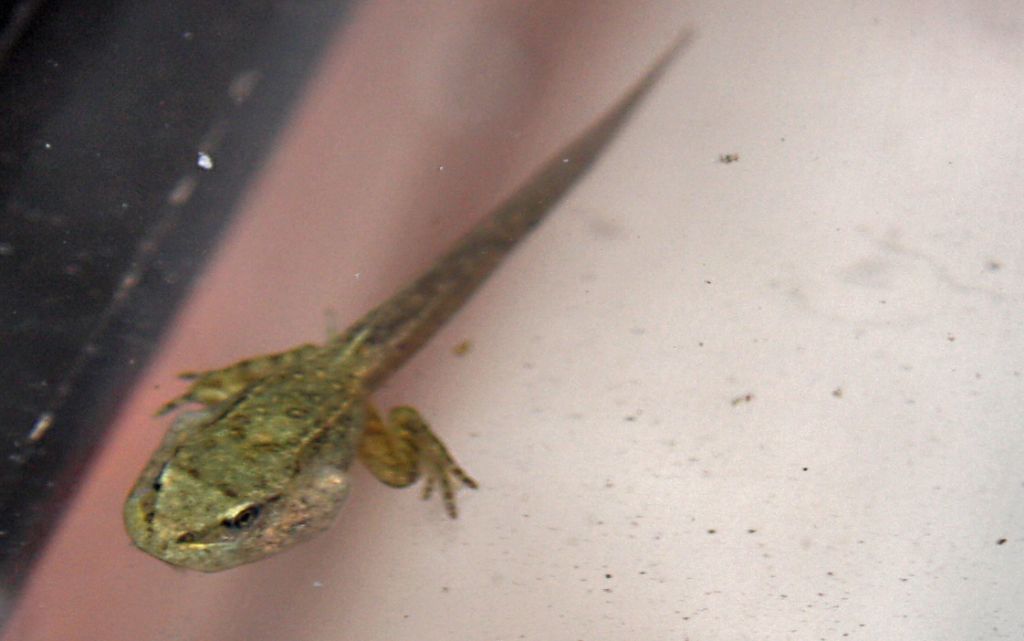 identificazione specie girini - Rana dalmatina