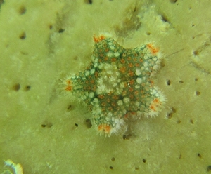 Asterina cf. phylactica da Maiorca