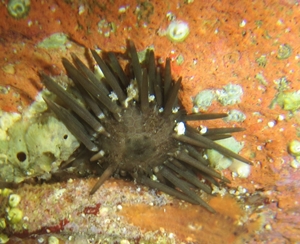 juvenile Arbacia cf. lixula da Cabrera (Baleari)