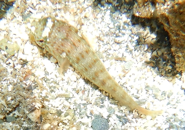 Lepadogaster candolii da Girona (Spagna)