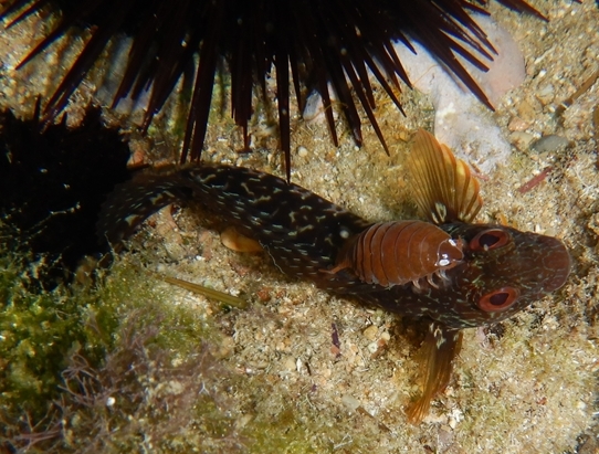 Parablennius cf. pilicornis da Maiorca