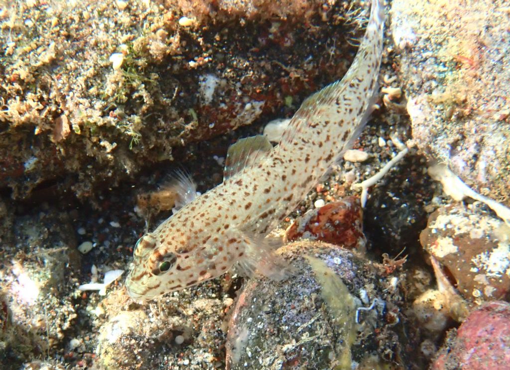 Gobius incognitus e T. tripteronotum da Santorini