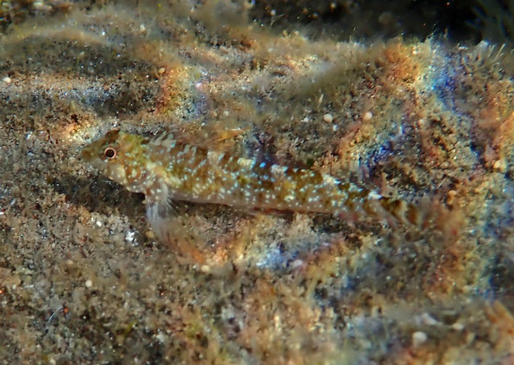 Gobius incognitus e T. tripteronotum da Santorini