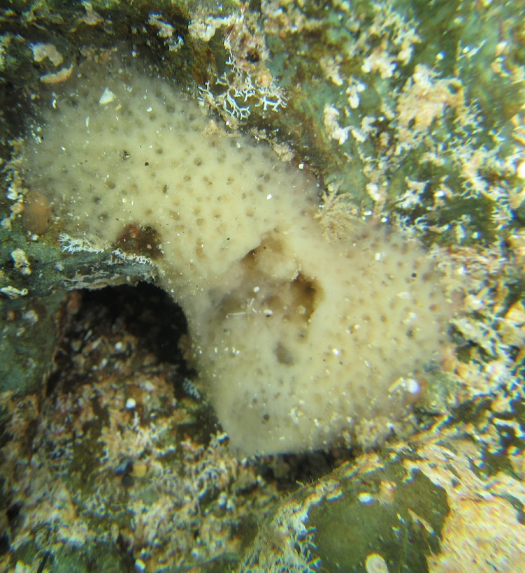 Haliclona mucosa