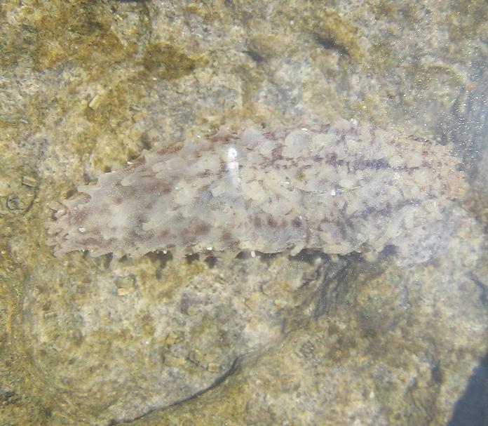 Da determinare (Holothuria sp.)