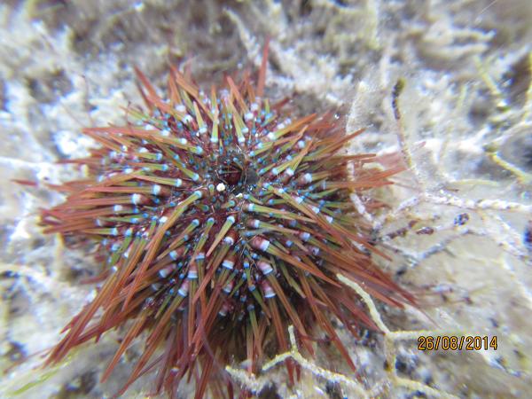 Dermascheletro di Paracentrotus lividus (da Maiorca)