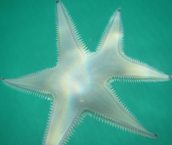 Astropecten jonstoni con 6 braccia da Maiorca