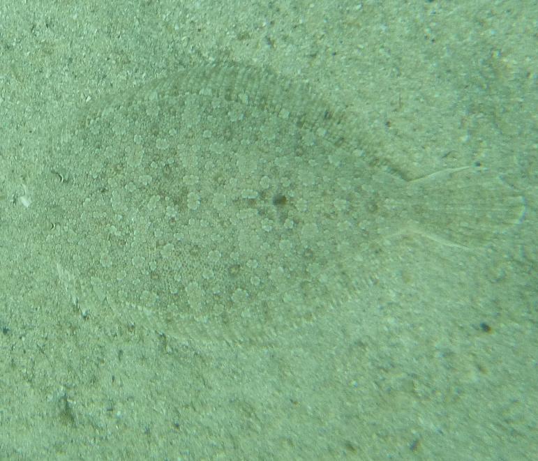 Bothus podas