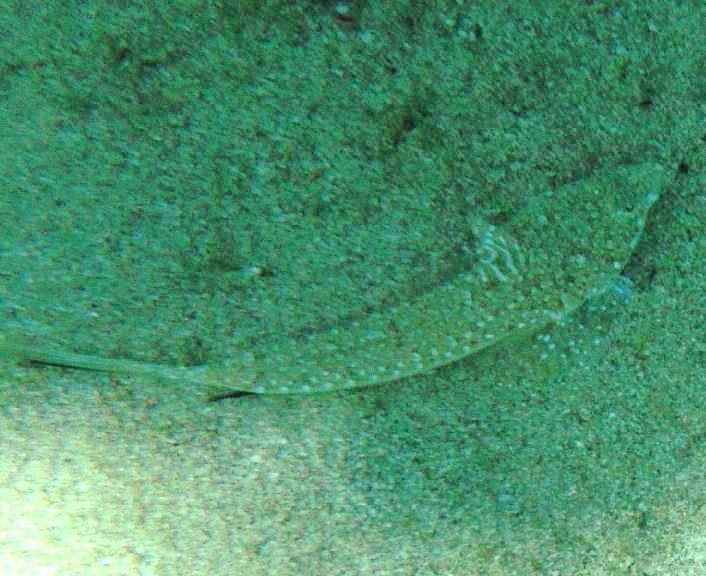 Callionymus pusillus