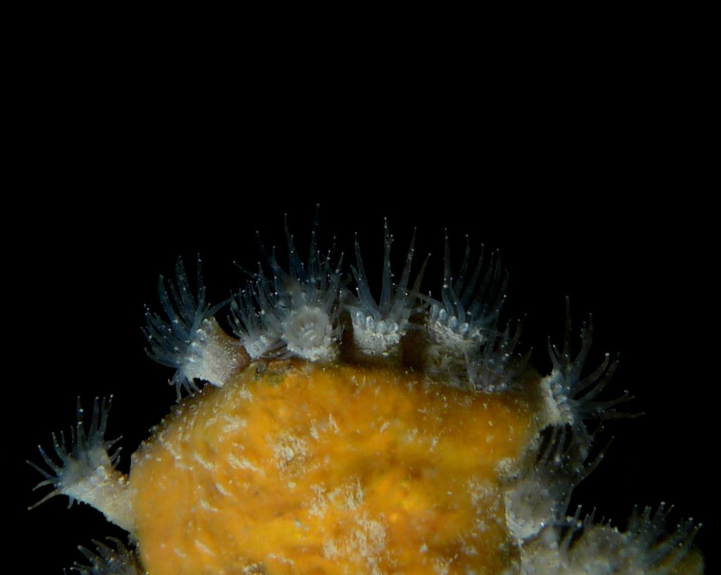 Epizoanthus arenaceus