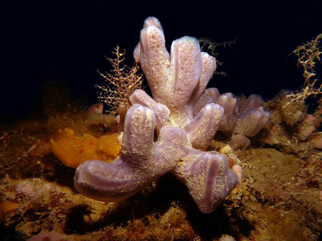 Crella elegans