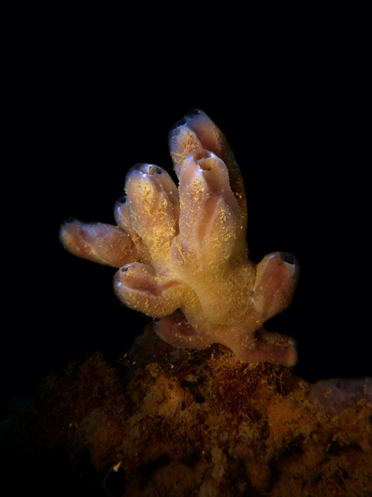 Crella elegans