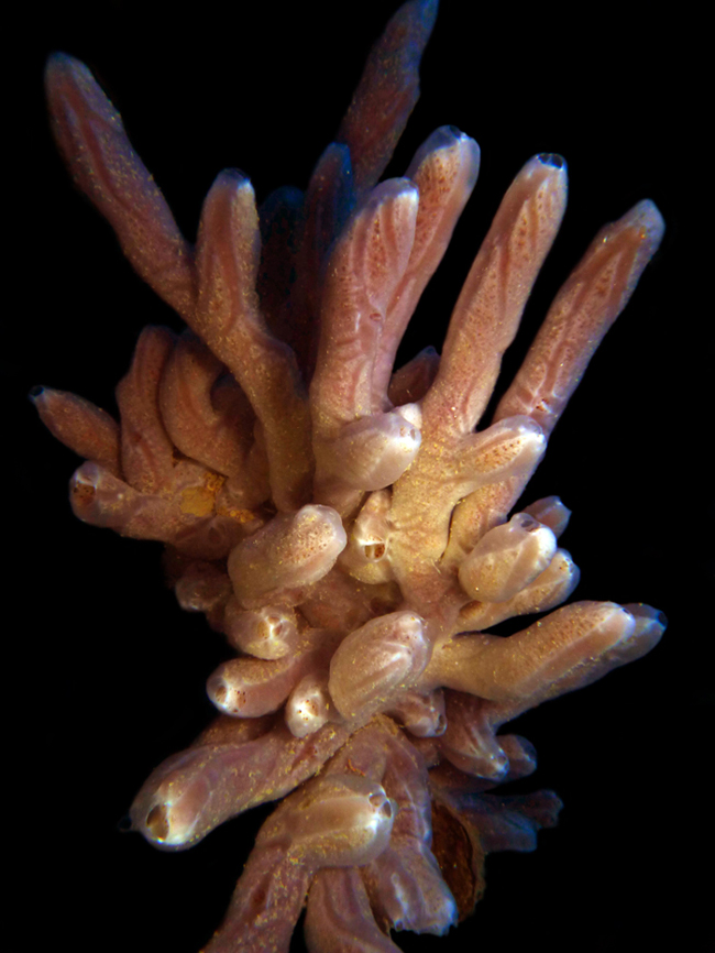 Crella elegans