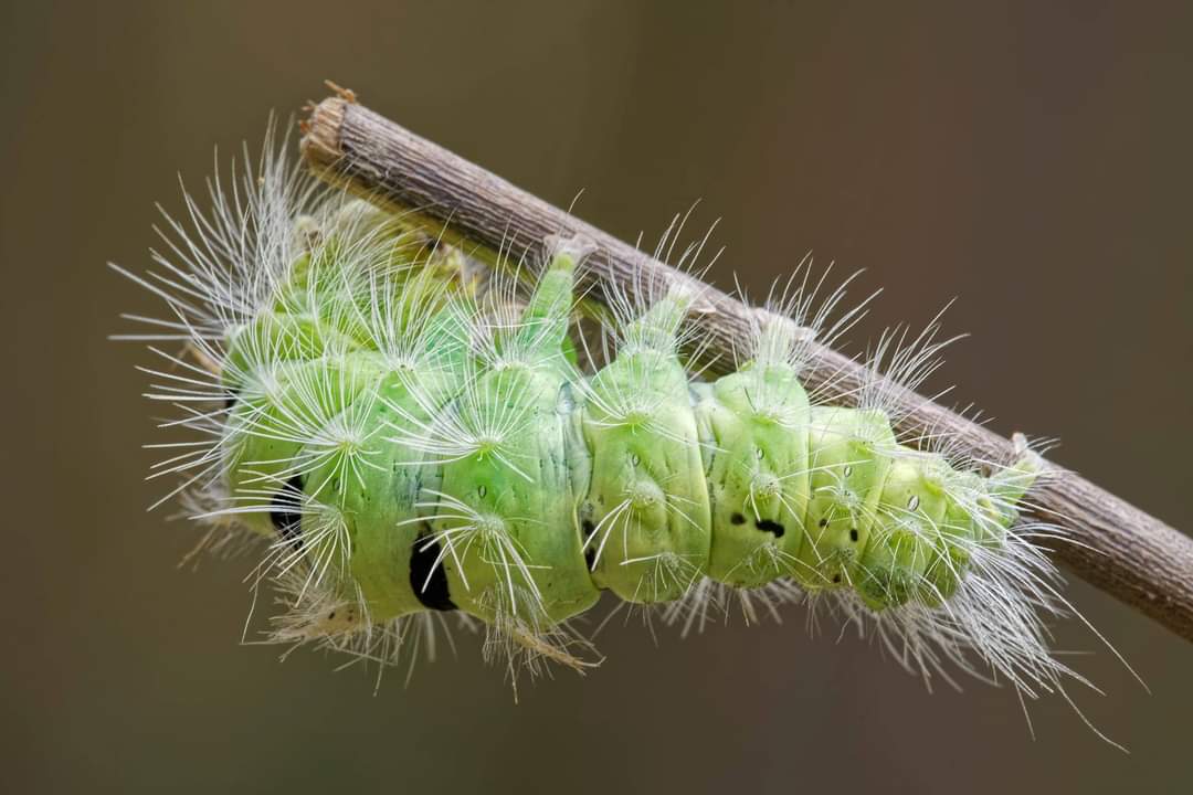 Calliteara pudibunda - Erebidae