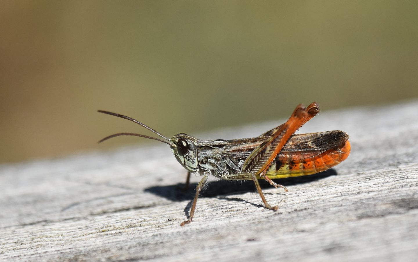 Chorthippus (Glyptobothrus) sp.