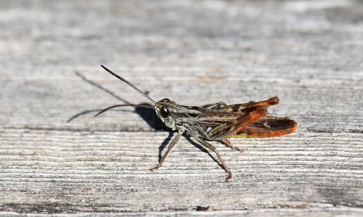 Chorthippus (Glyptobothrus) sp.