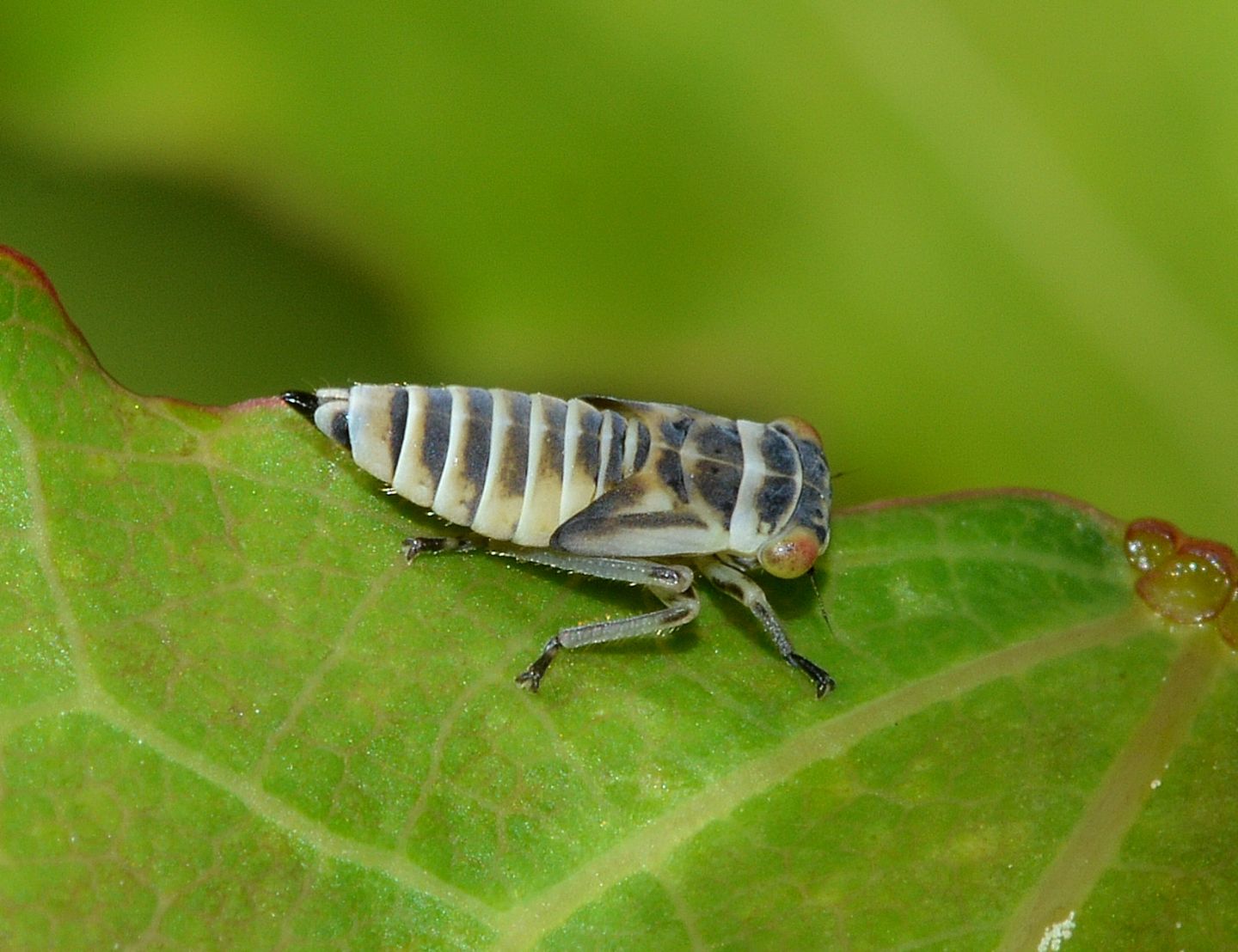 Ninfa di Cicadellidae: Populicerus cfr. laminatus