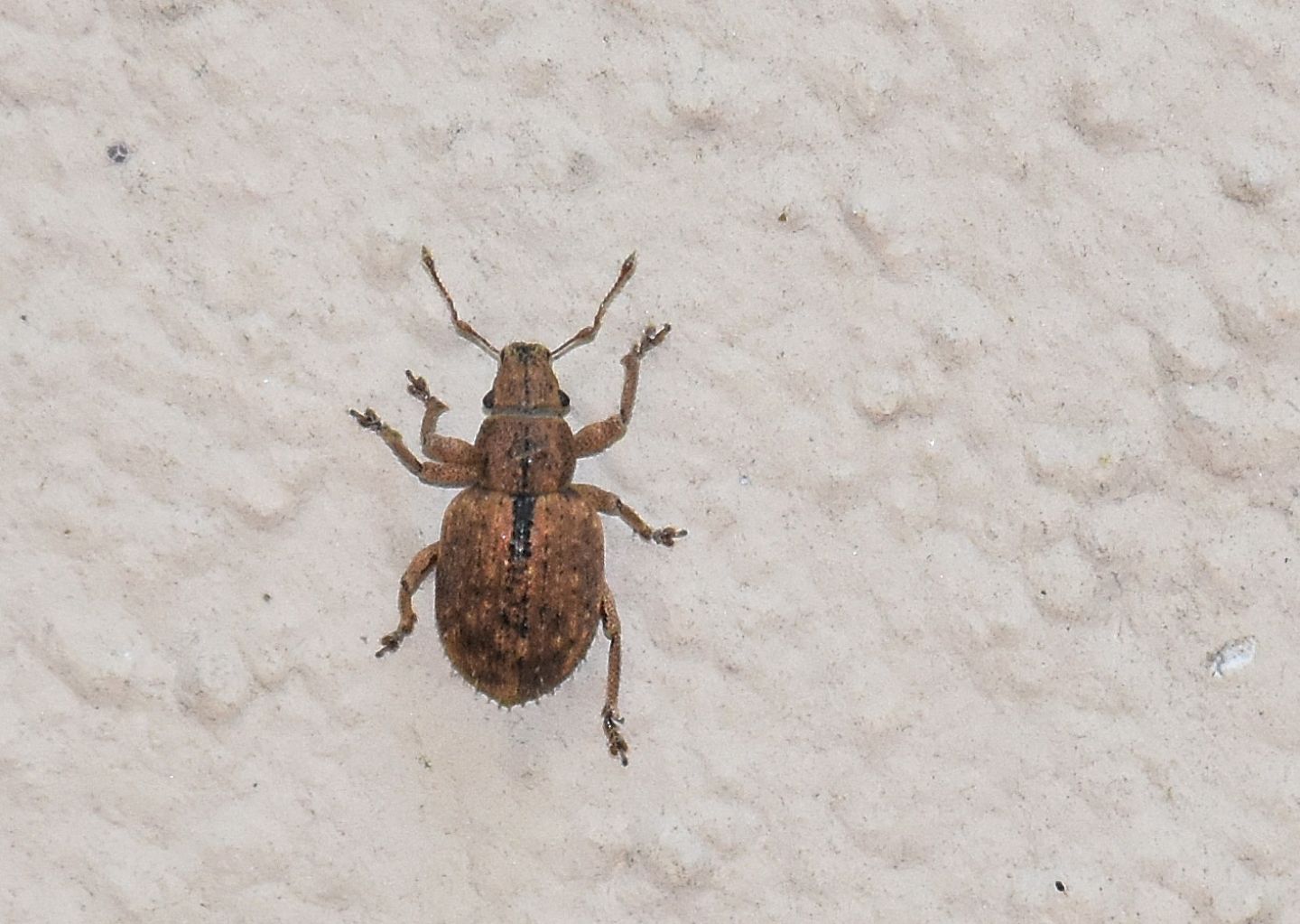 Curculionidae: Strophosoma melanogrammum