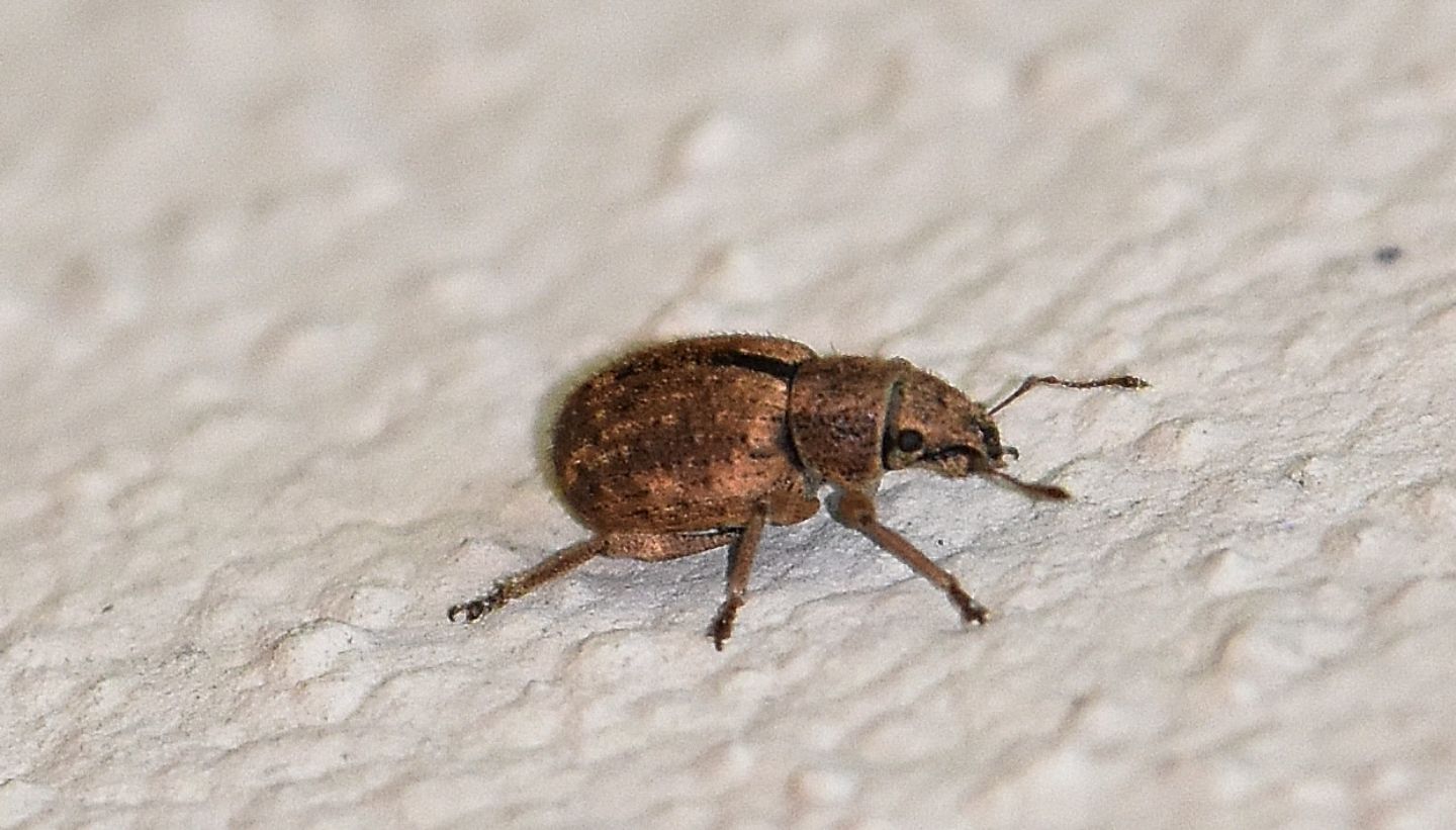 Curculionidae: Strophosoma melanogrammum