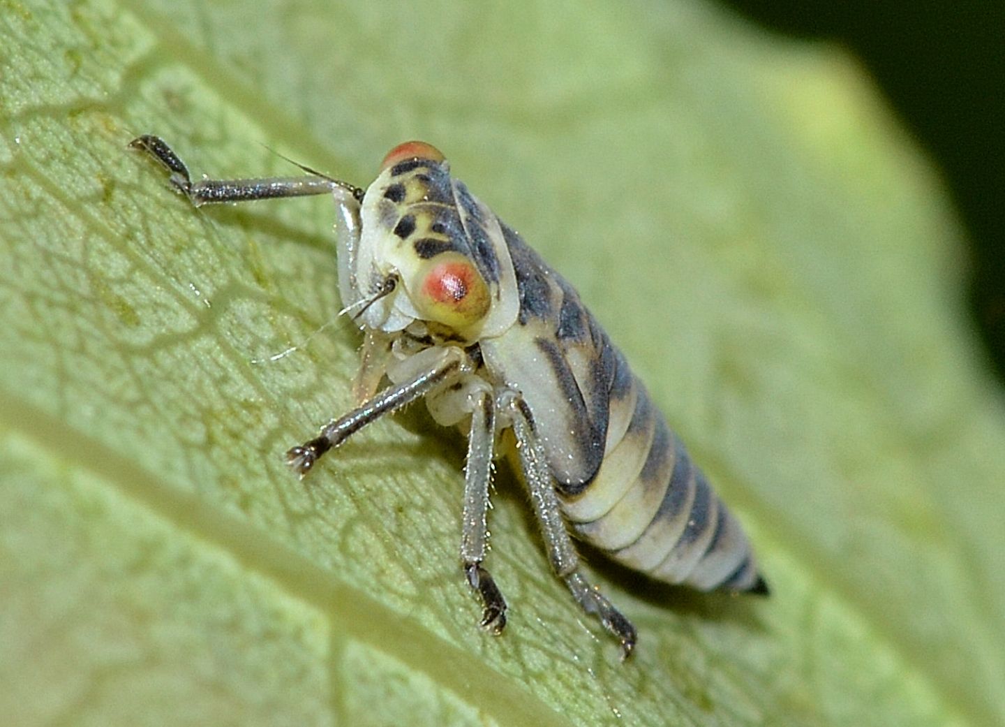 Ninfa di Cicadellidae: Populicerus cfr. laminatus