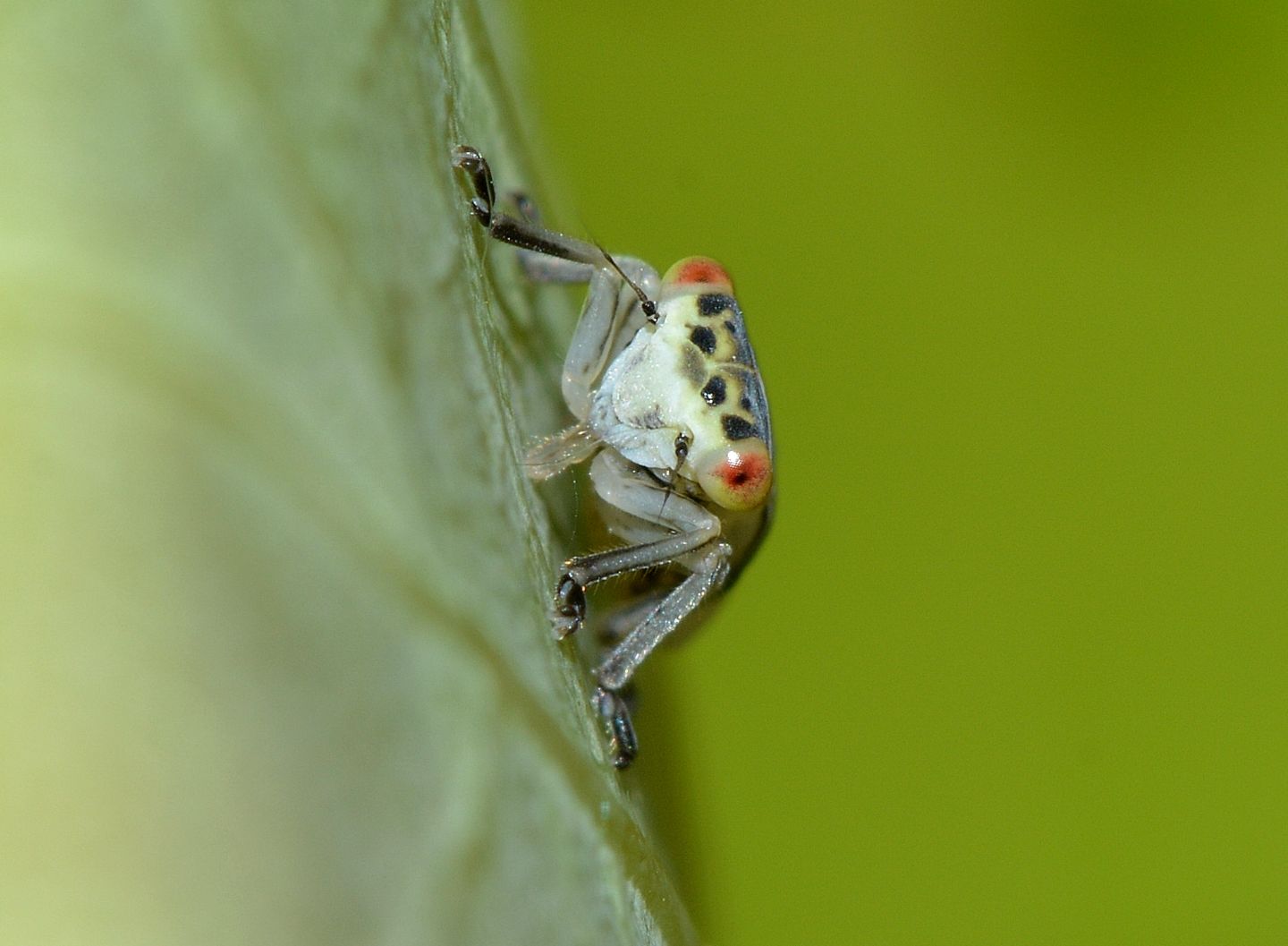 Ninfa di Cicadellidae: Populicerus cfr. laminatus