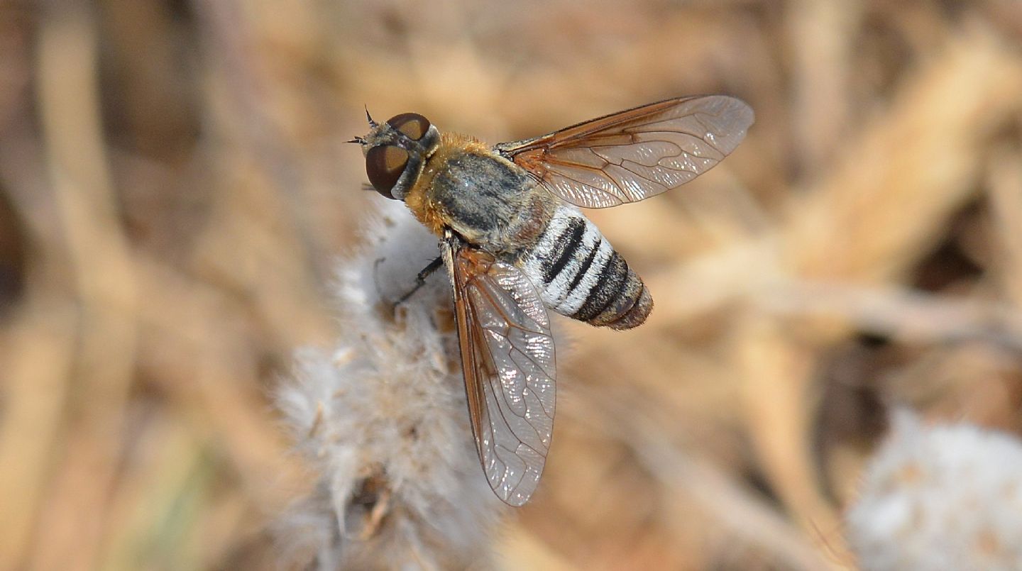 Bombyliidae: Exoprosopa cfr. minos