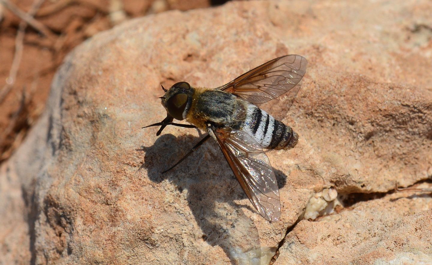 Bombyliidae: Exoprosopa cfr. minos