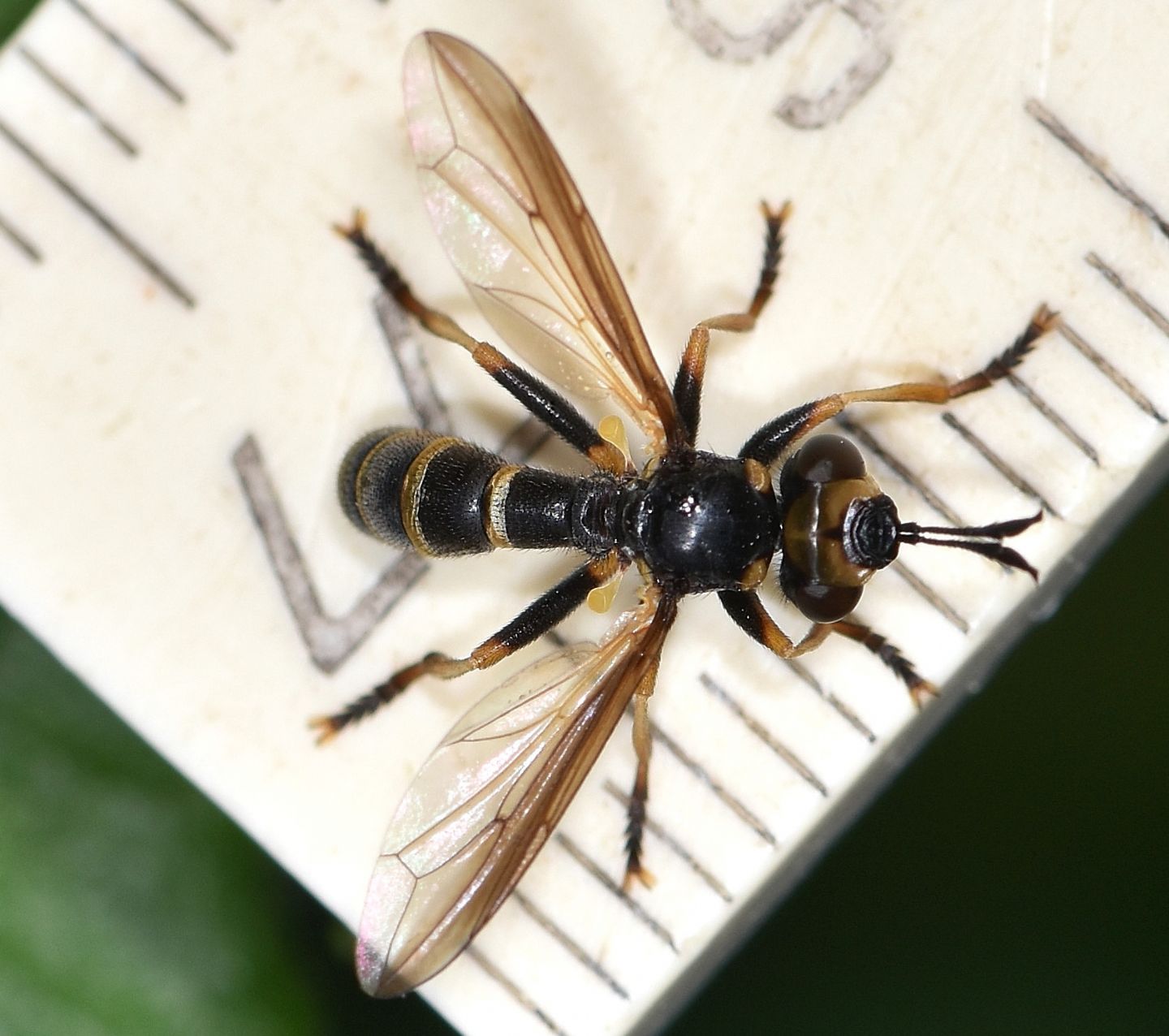 Conopidae: Leopoldius calceatus