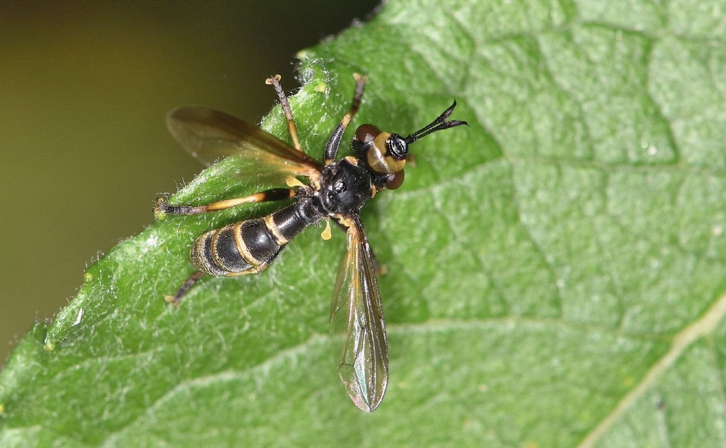 Conopidae: Leopoldius calceatus