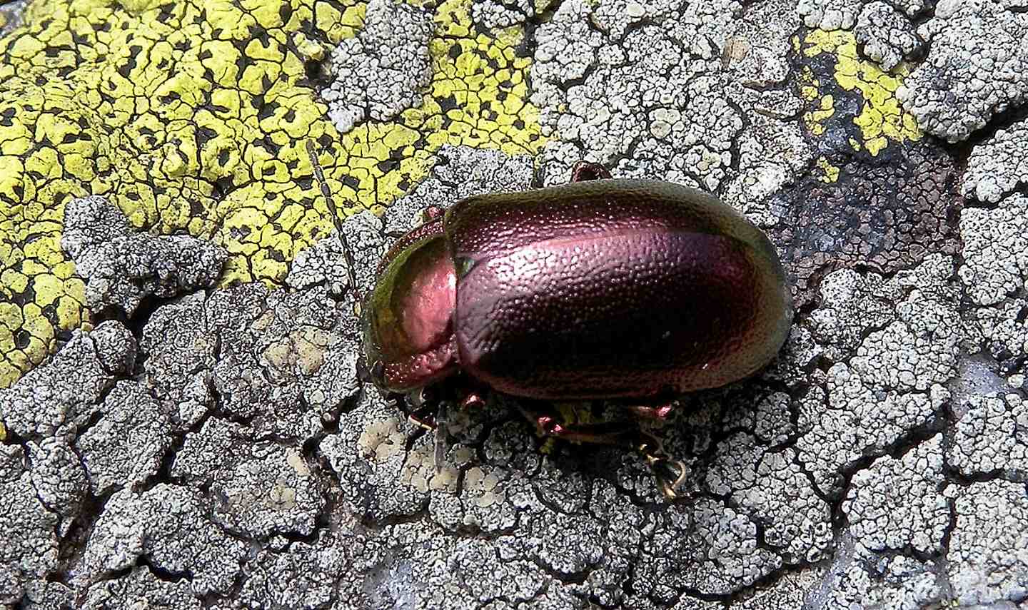Chrysomelidae: Oreina cacaliae (cfr.)