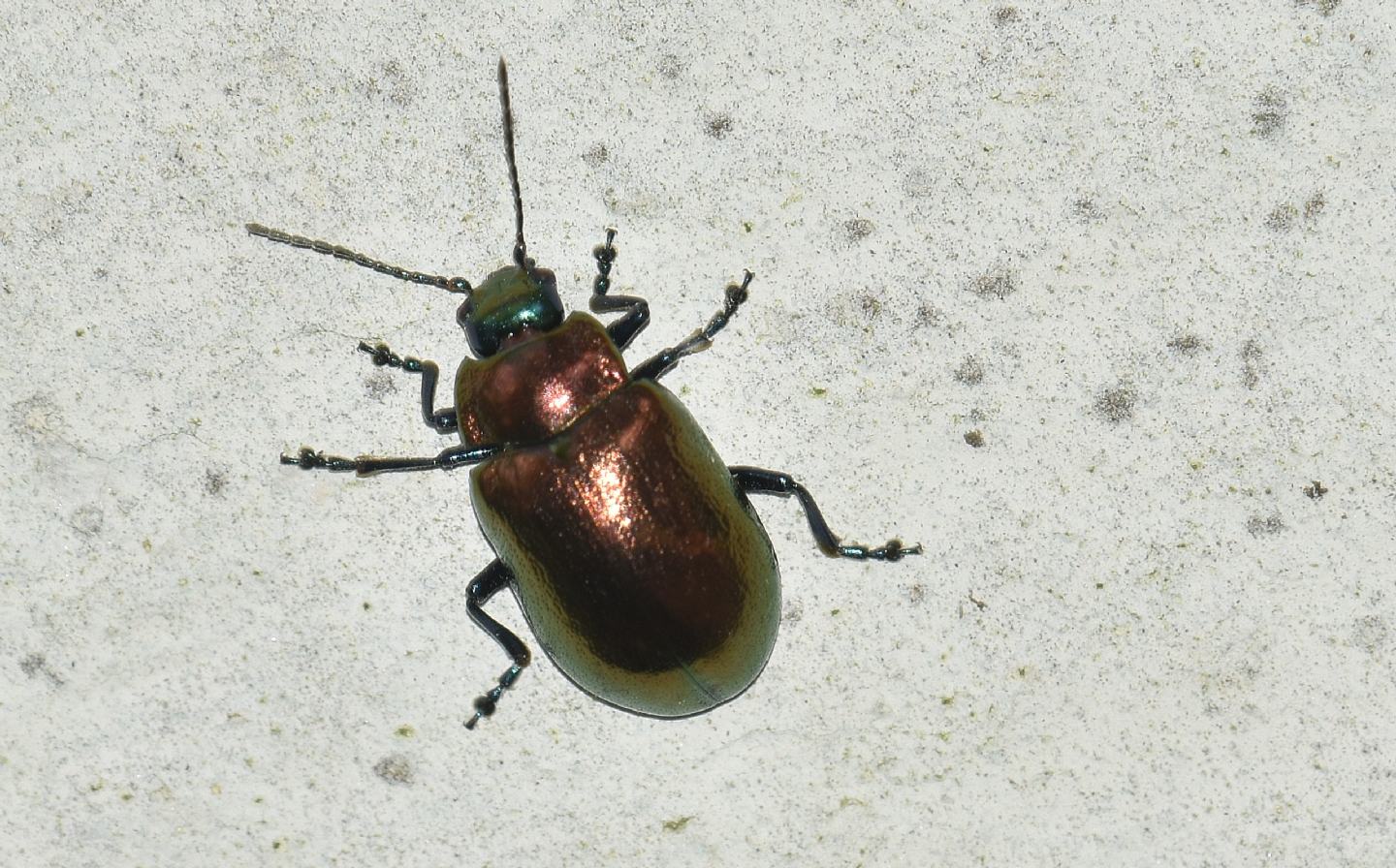 altro Chrysomelidae: Oreina bifrons (cfr.), aff. ab.aerosa