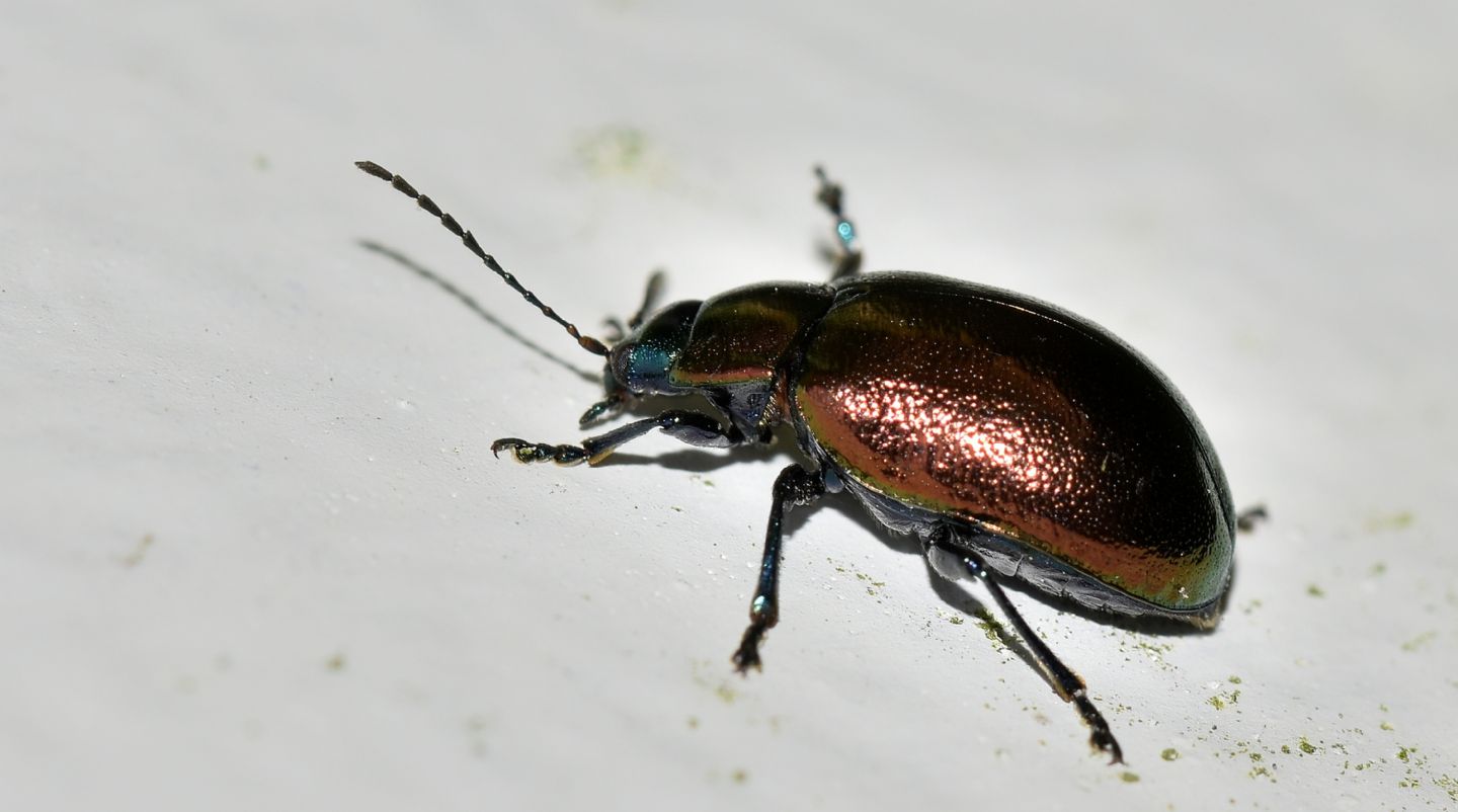 altro Chrysomelidae: Oreina bifrons (cfr.), aff. ab.aerosa