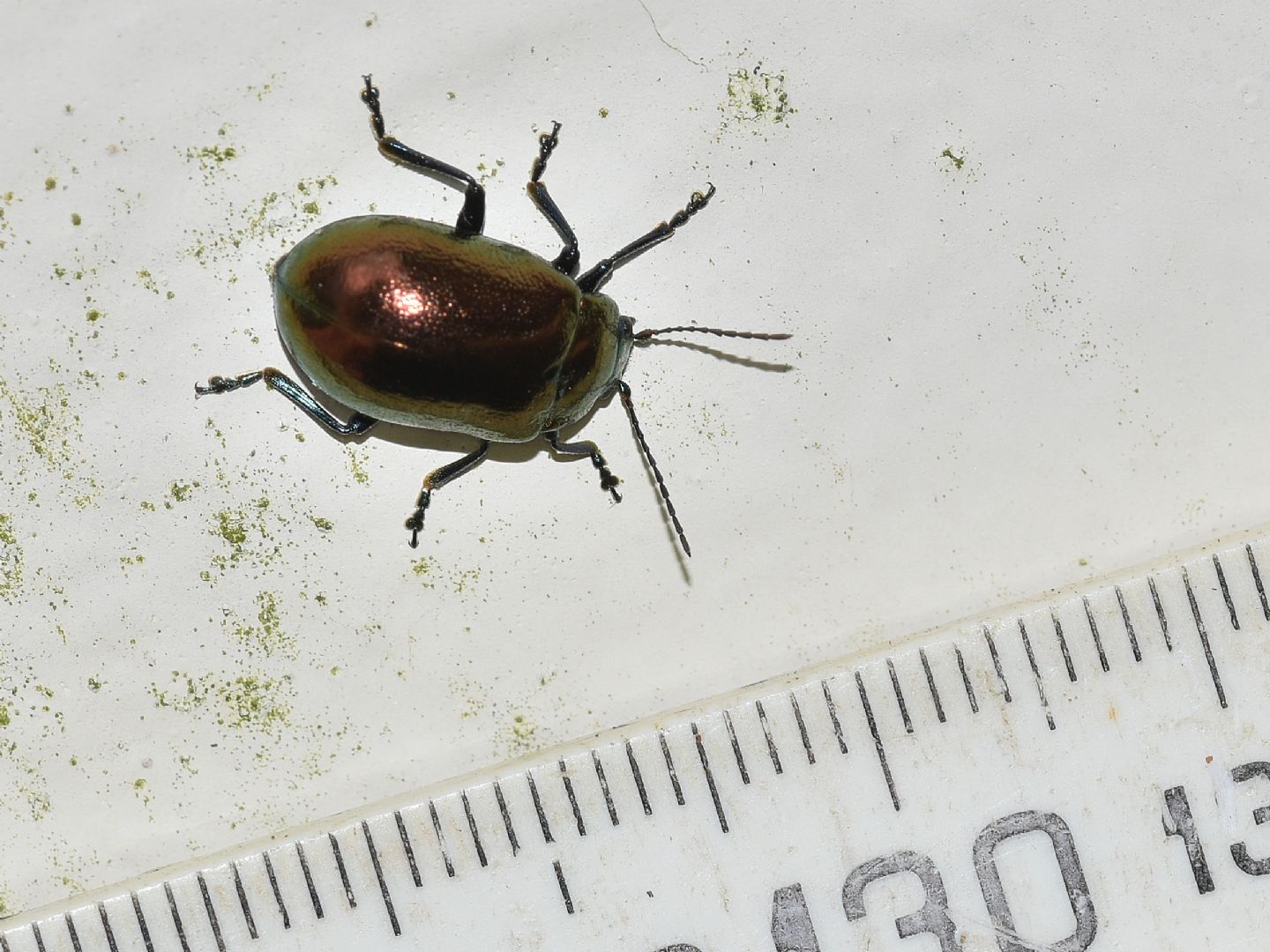 altro Chrysomelidae: Oreina bifrons (cfr.), aff. ab.aerosa