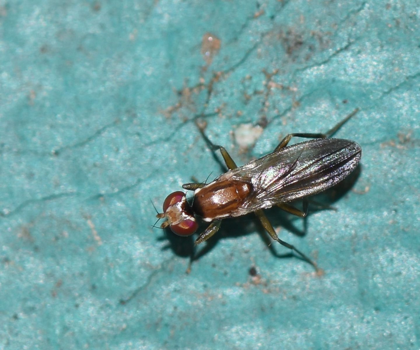 scontro o corteggiamento ?  rivalit tra Clusiidae