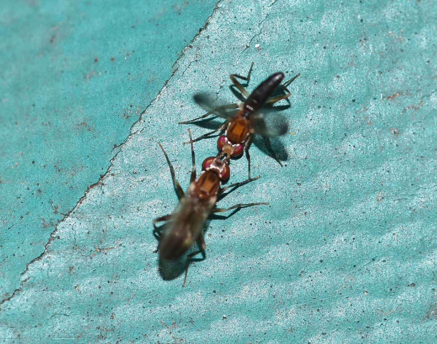 scontro o corteggiamento ?  rivalit tra Clusiidae