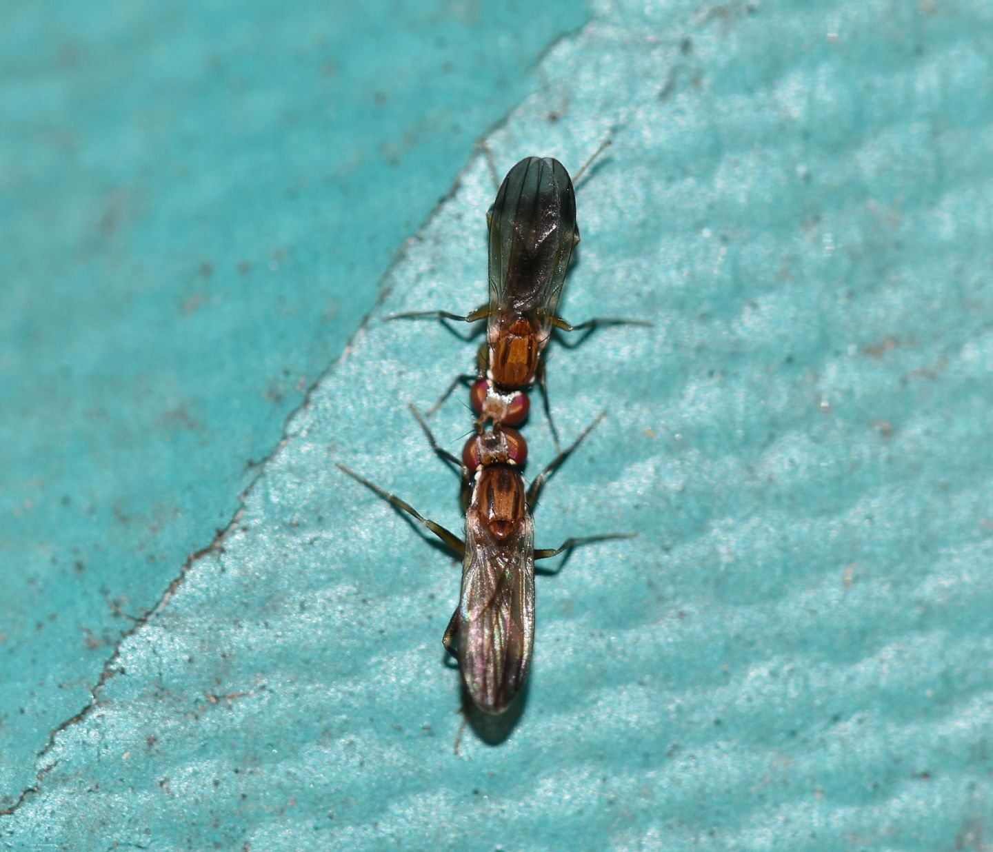 scontro o corteggiamento ?  rivalit tra Clusiidae