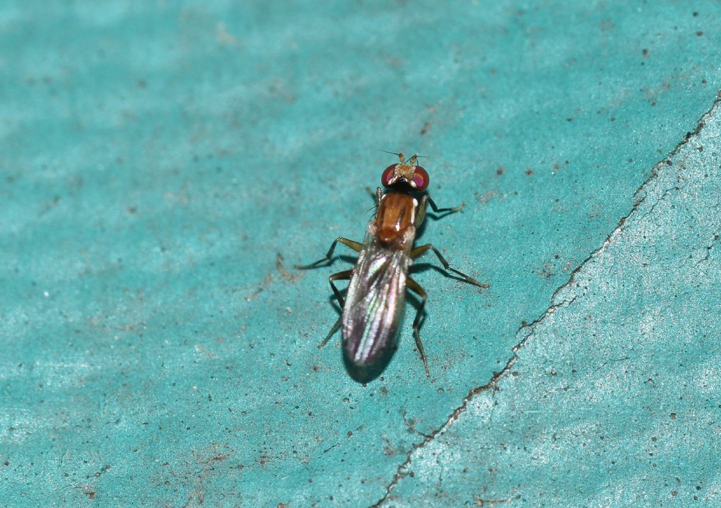 scontro o corteggiamento ?  rivalit tra Clusiidae
