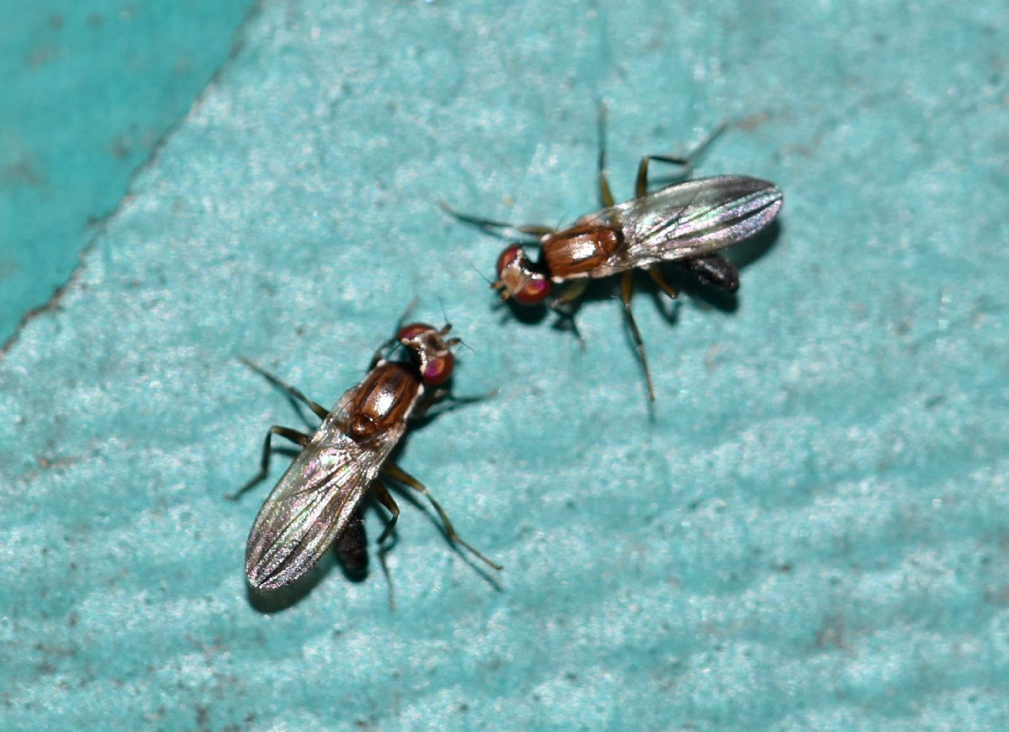 scontro o corteggiamento ?  rivalit tra Clusiidae