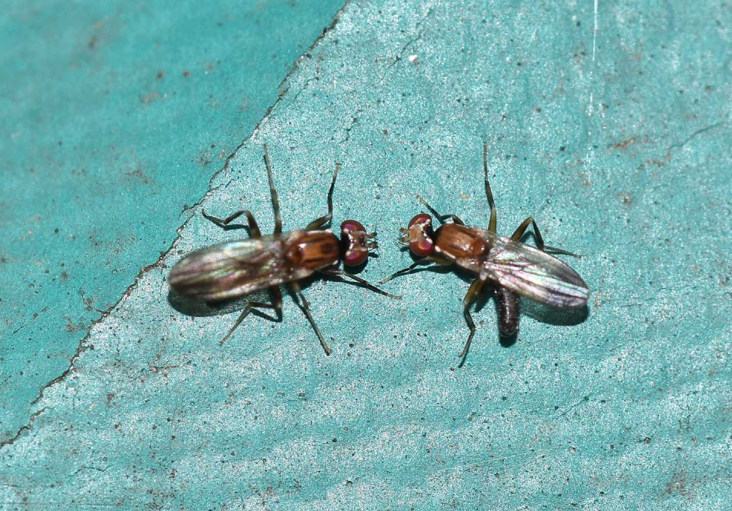 scontro o corteggiamento ?  rivalit tra Clusiidae