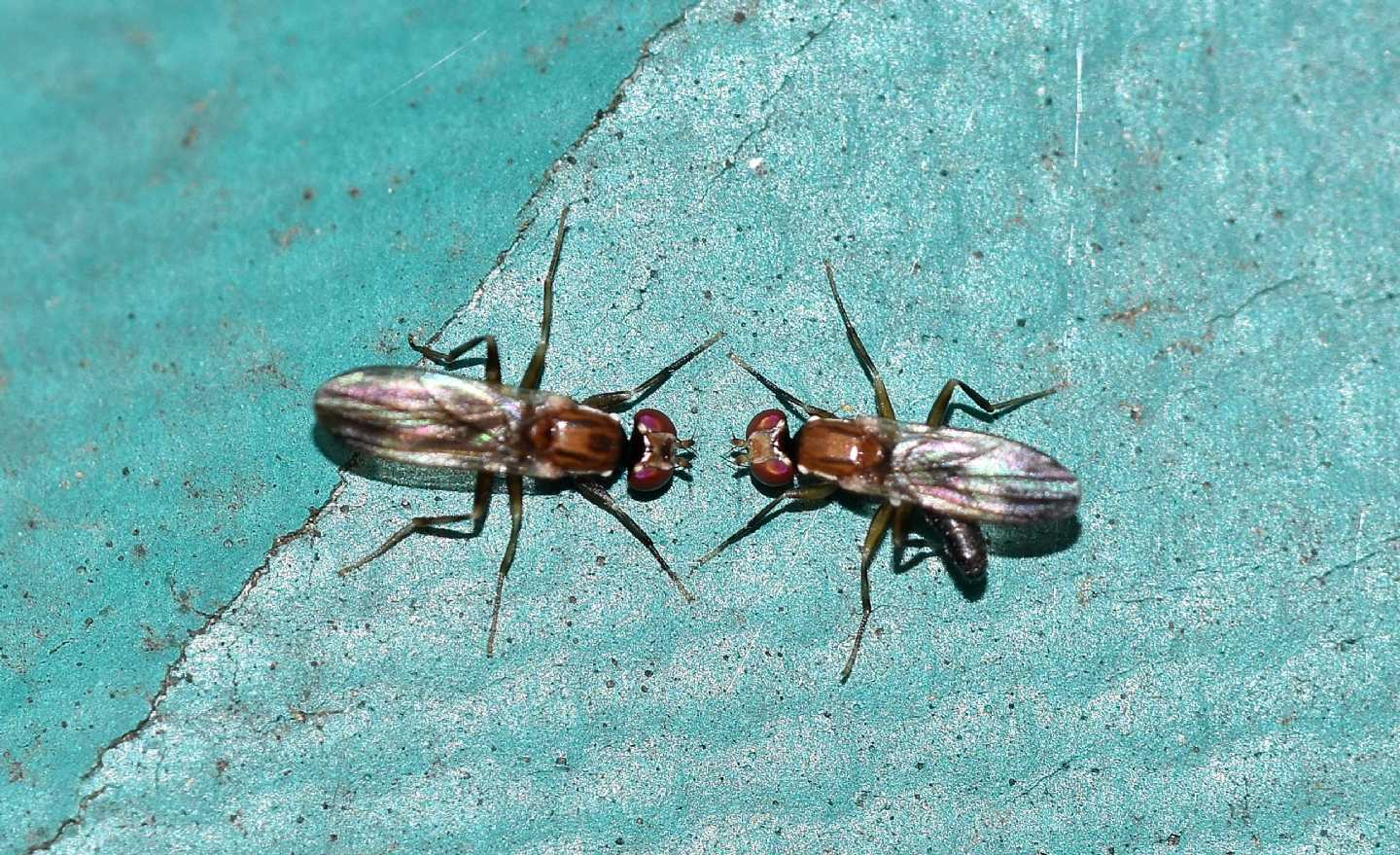 scontro o corteggiamento ?  rivalit tra Clusiidae