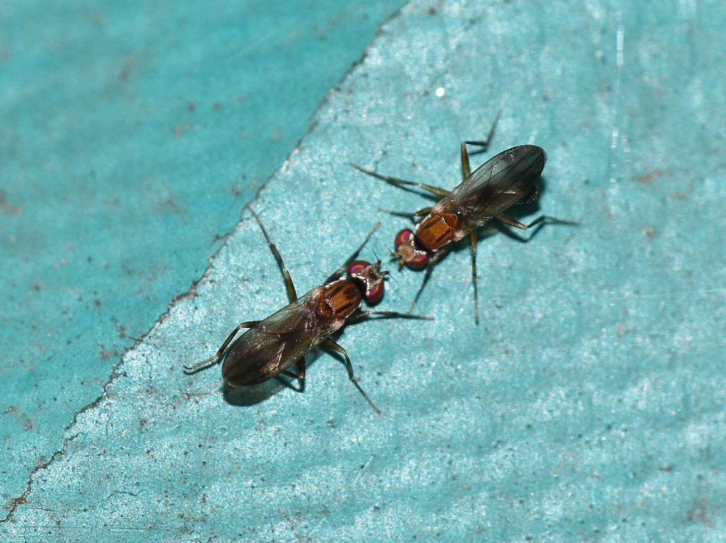 scontro o corteggiamento ?  rivalit tra Clusiidae