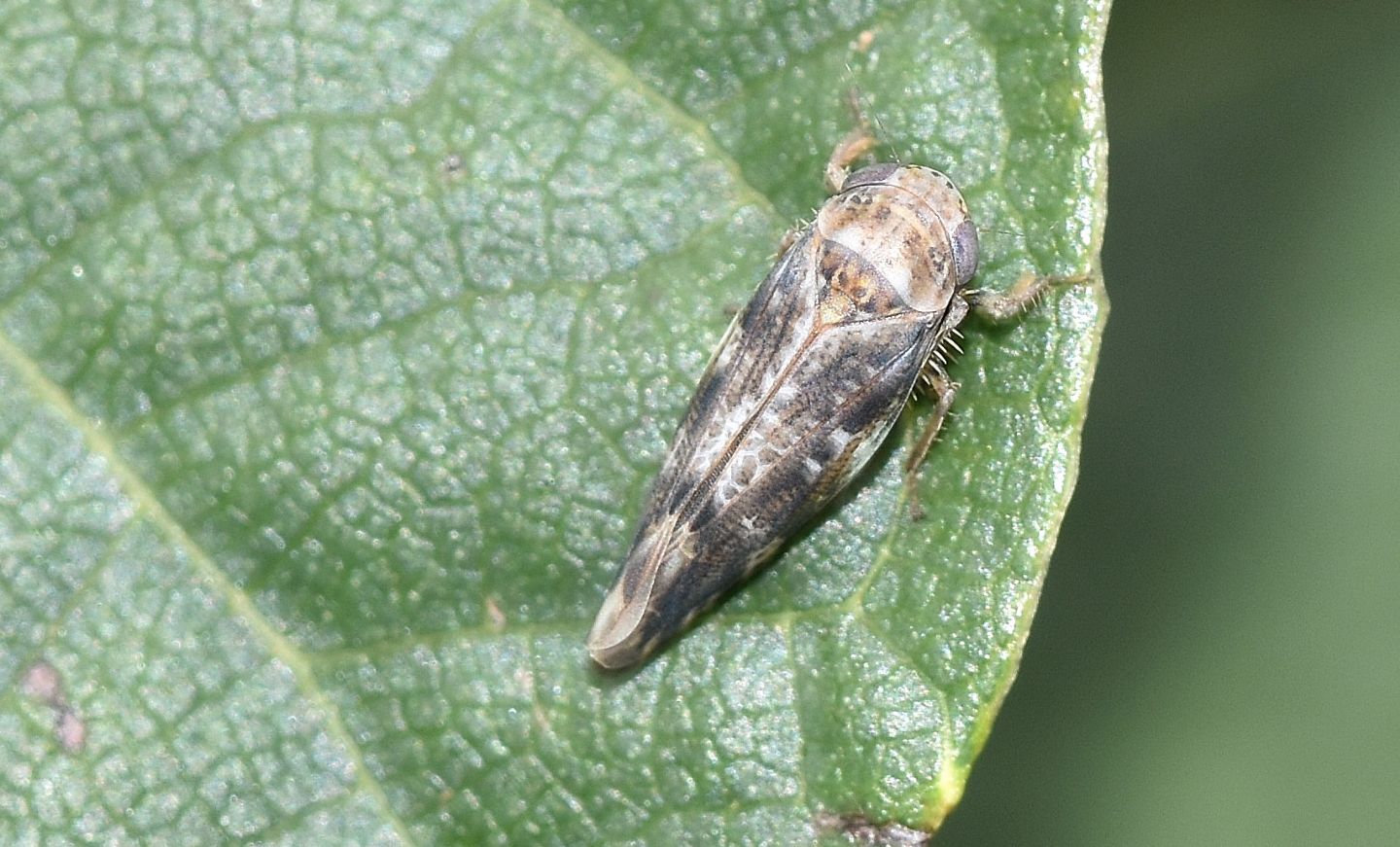 Cicadellidae:   Allygus sp. (cfr.)