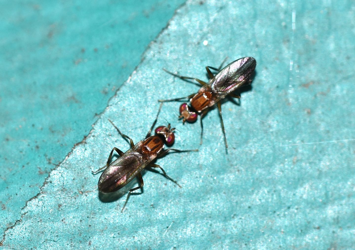scontro o corteggiamento ?  rivalit tra Clusiidae