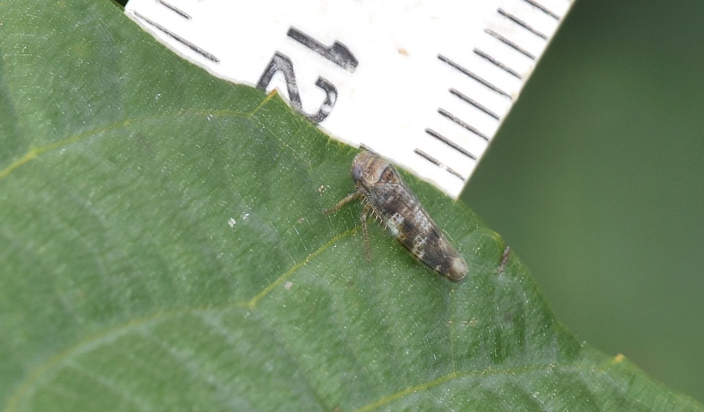 Cicadellidae:   Allygus sp. (cfr.)