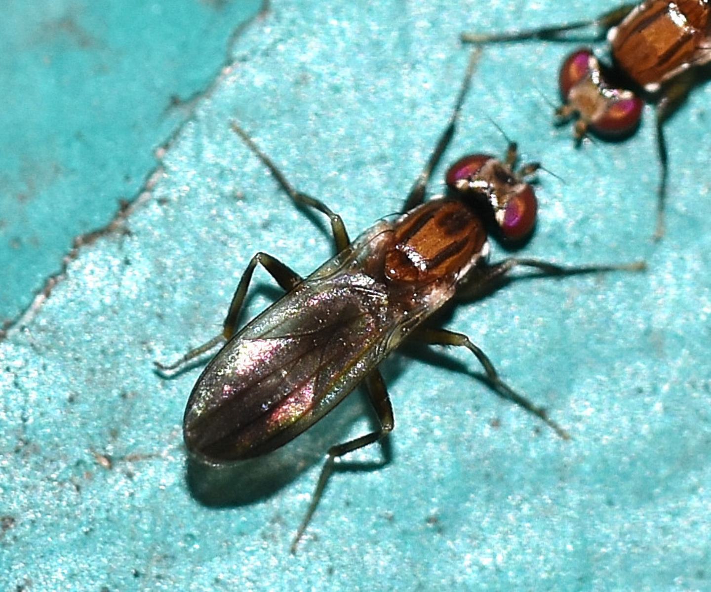 scontro o corteggiamento ?  rivalit tra Clusiidae