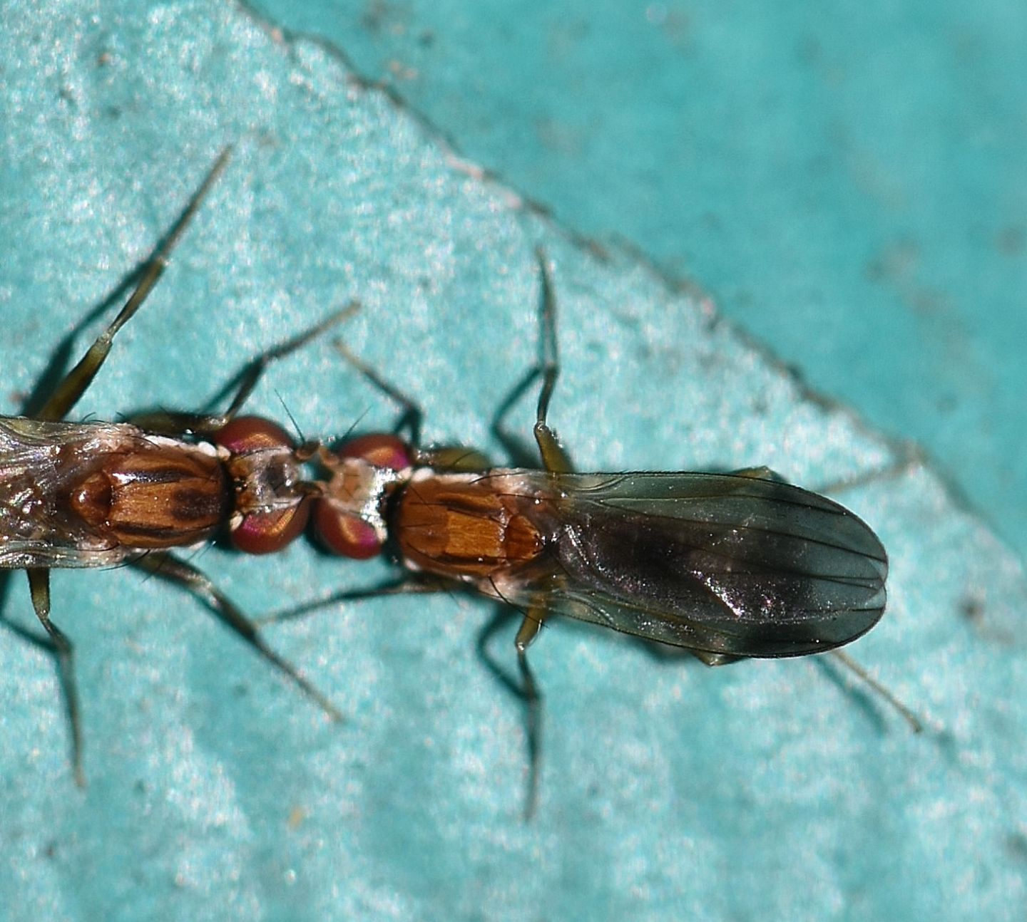 scontro o corteggiamento ?  rivalit tra Clusiidae
