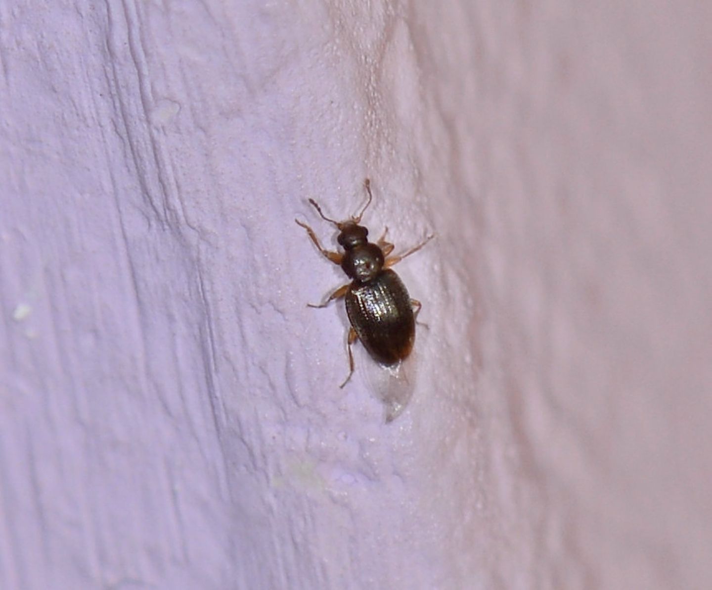 Latridiidae: Corticarina sp. (cfr.)