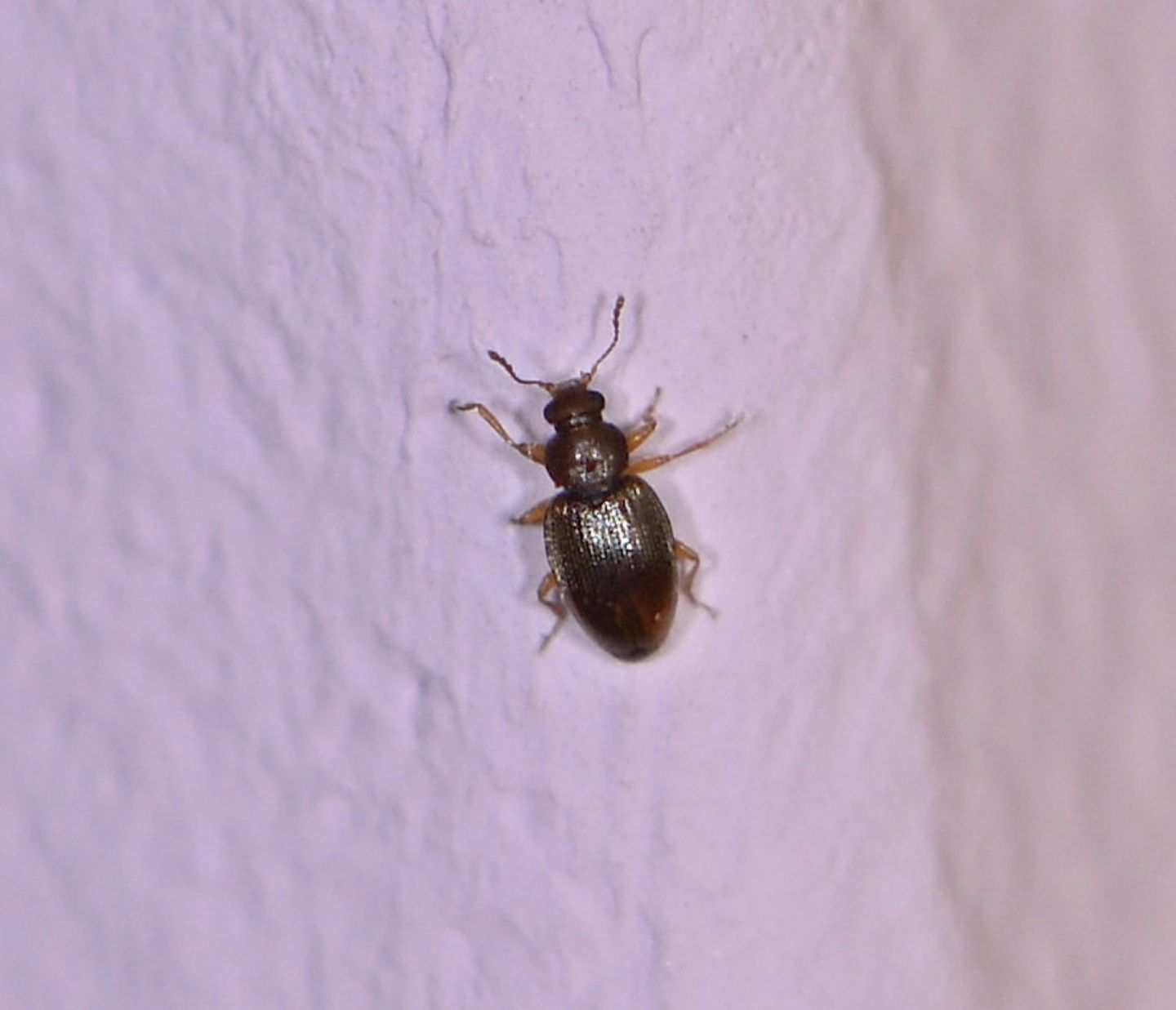 Latridiidae: Corticarina sp. (cfr.)