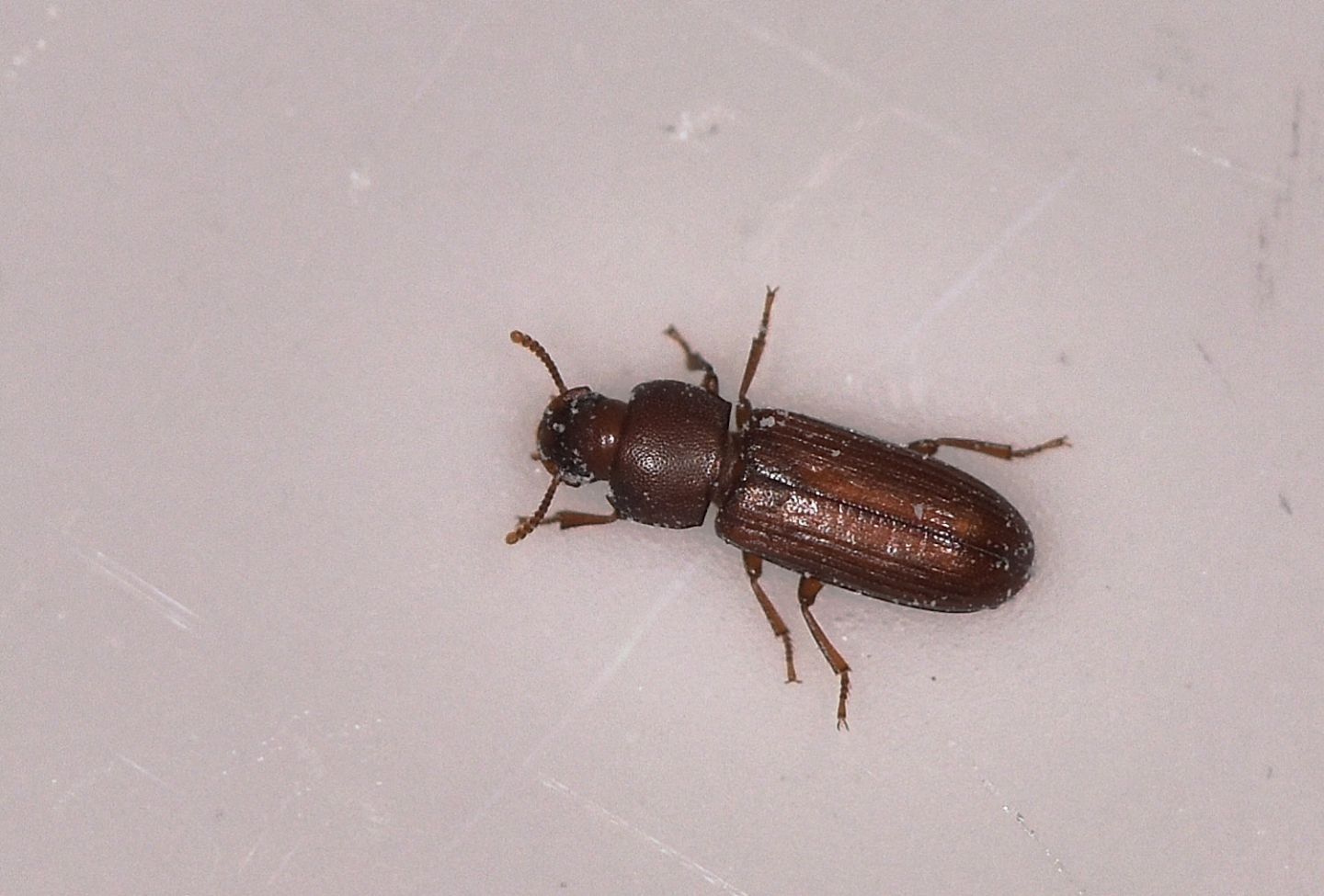 Nella farina: Tribolium sp. (Tenebrionidae)