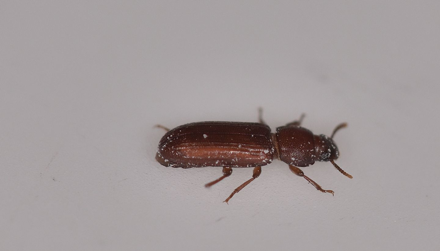 Nella farina: Tribolium sp. (Tenebrionidae)